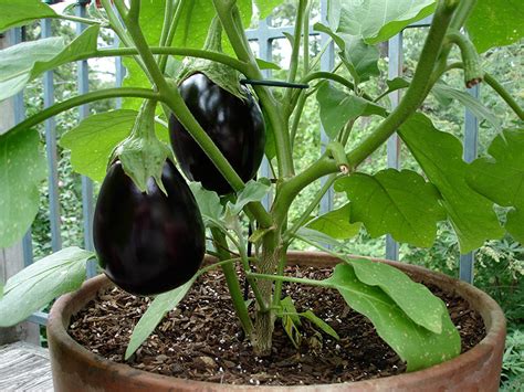 How to companion plant with eggplant. How to Grow Eggplant in Pots or Containers - Plant ...