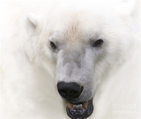 Polar Bear Portrait Photograph By Heiko Koehrer Wagner Fine Art America