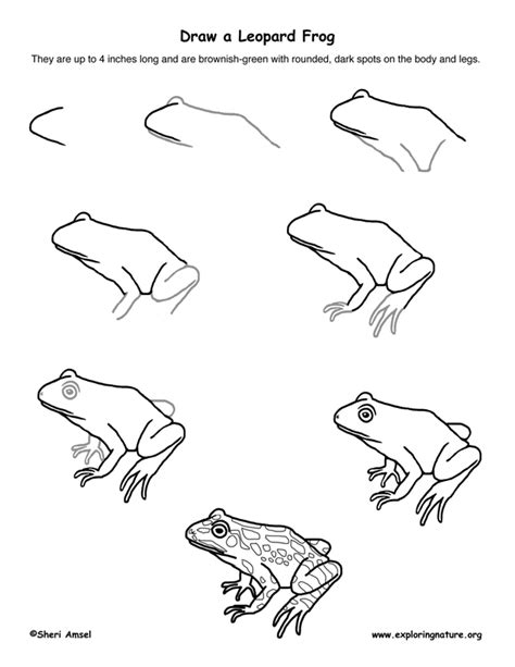 Frog Drawing Images At Getdrawings Free Download