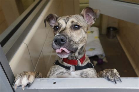 We are a completely volunteer. SPCA to cut or waive adoption fees until Nov. 12 - The ...