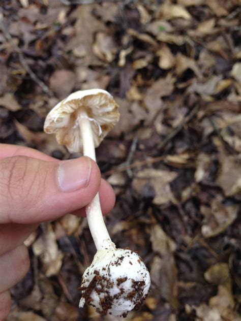 North Ga Id Request 2 Mushrooms Mushroom Hunting And Identification