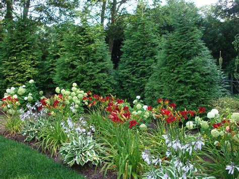 11 Sample Privacy Trees For Backyard For Small Room Home Decorating Ideas