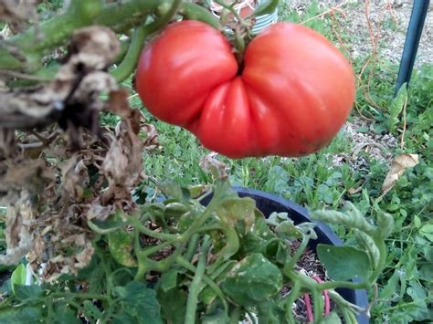 Rw Cephei Reliquia Semillas De Tomate Gigante Etsy España