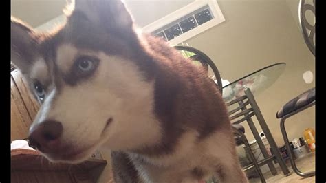 Siberian Husky Excited When Owner Gets Home Youtube