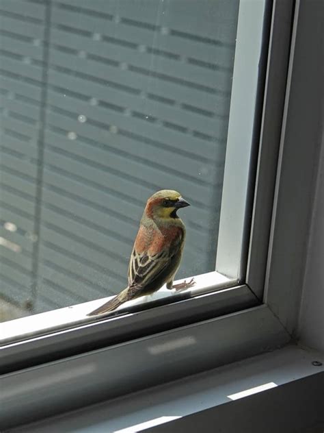 the top 20 how to stop birds from flying into window