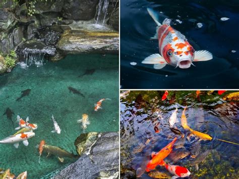 15 Popular Types Of Koi Fish Variety Care And Classification Guide