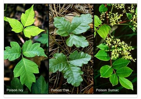 Poison Oak Five Leaf Plant Identification