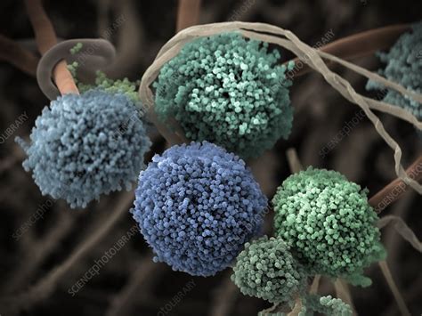 This capacity has helped the fungus to resist and survive against human host defenses and, further, to be resp … Aspergillus niger fungus, SEM - Stock Image - C038/7295 ...