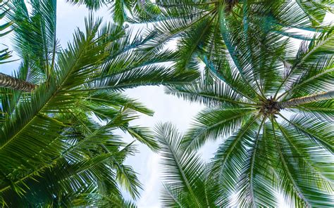 Download Wallpapers Palm Leaves Bottom View Sky Green