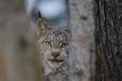 Where can we take you today? Land-use disputes south of the border threaten long-term survival of Canada lynx | Canadian ...