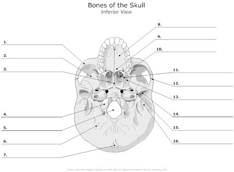 32 Blank Skeleton Diagram To Label Labels For Your Ideas