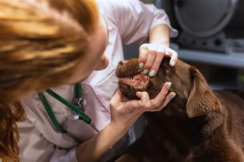 Fibrosarcoma In Dogs