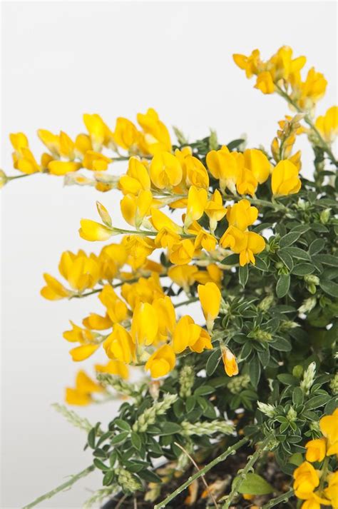 Fiori profumati in grado di emanare una forte fragranza nell'intero giardino, sul balcone o in casa. Cytisus Racemosus nel 2020 | Fiori, Fiori rari, Fioritura