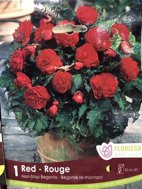 Have statements available (use attached or create own). begonia-non-stop-red-bulb-florissa