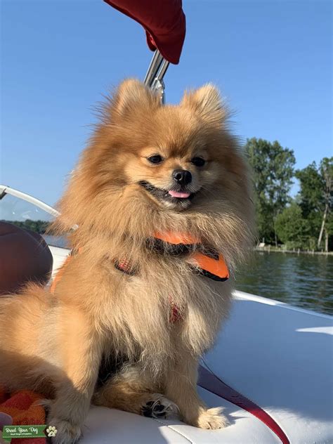 Teacup Pomeranian stud - Stud Dog in Virginia, the United States