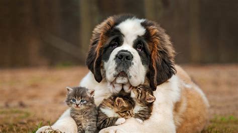 Cute Baby Cat And Big Dog Nice Animal Wallpaper 1920x1080 1084428