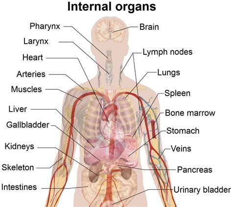 All pictures are adhering to our image copyright policy. Diagram Of Internal Body Organs Human Organs Coloring Pages For Kids Human Body Organ Printables ...