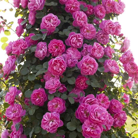 Kew rambler est un rosier liane de 5 à 8 m, parmi les meilleurs en raison. Rosier grimpant 'Allegro®' Meileodevin - Rosier Meilland Racines nues, 2 branches et + - Gamm Vert