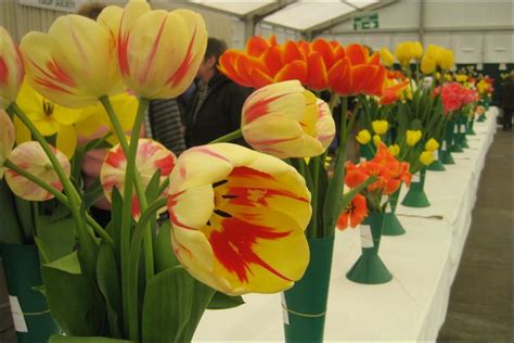 Harrogate Spring Flower Show Farminguk Shows