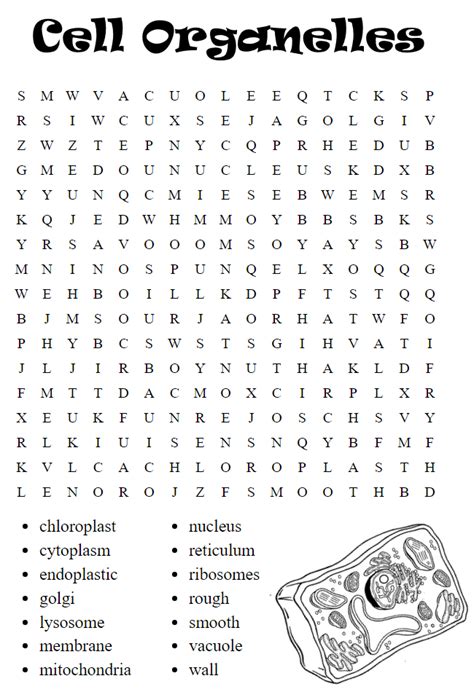 Cell Biology Word Searches Skip The School