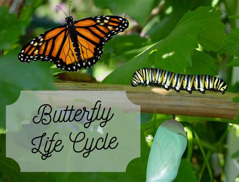 Life Cycle Of A Butterfly Stages Of Life Science Trends 2022