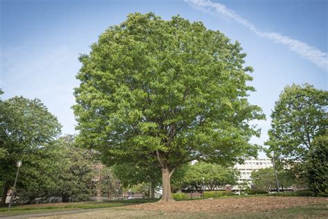 The edible truffle choiromyces venosus and its use in sweden (англ.) // acta botanica yunnanica : Earth Day is a great day to appreciate trees | Clemson ...