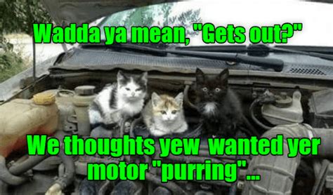 Lolcats Car Lol At Funny Cat Memes Funny Cat Pictures With Words