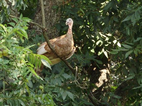 Turkeys Roost In Trees