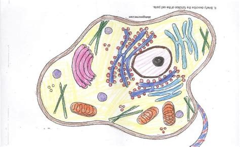 Animal cell coloring the answer key to the cell coloring worksheet is available at teachers pay teachers.payments help support biologycorner.com. Biologycorner.com Animal Cell Coloring Key / Animal Cells ...