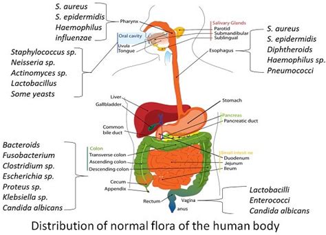 Normal Flora Of Human Body Definition Types And Distribution Biology