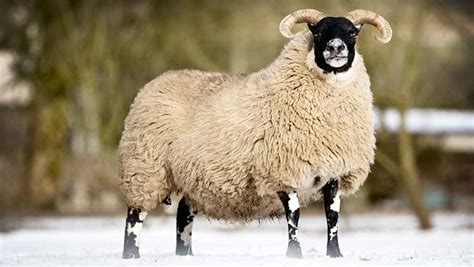 Blackface Ewe Hits 11000gns At Lanark Farmers Weekly