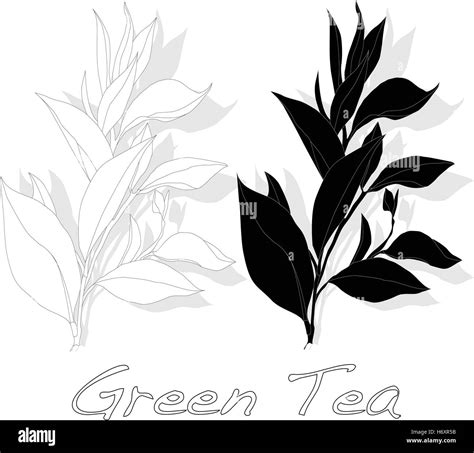 Green Tea Leaf Vector Artwork Isolated Stock Vector Image And Art Alamy