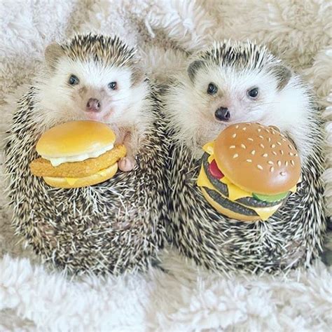 Though hedgehogs are able to eat a wide variety of animals, they don't eat as many slugs as you might think. hedgehogs eating hamburgers.. my two favourite things 🍔💕 # ...
