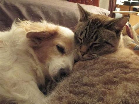 After treatment with prednisone, the dog will have about three months more to survive. How to know when it's time to put your dog/horse/cat or ...