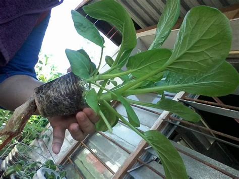 Biasanya dalam menanam dengan hidroponik kebanyakan menggunakan pipa paralon maupun menggunakan botol bekas air. Tanam Sayur Ala Hidroponik Guna Bahan Terbuang Tapi ...