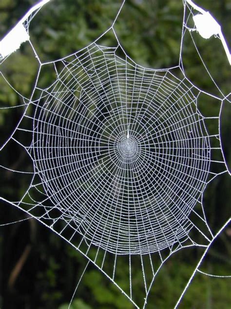Radial Symmetry Tumblr Spider Web Spider Art Spider