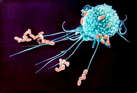 Macrophage Engulfing Bacteria The Immune System Phagocytes Life