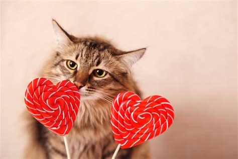 20 Cats Who Want To Be Your Valentine This Valentine's Day [PICTURES ...
