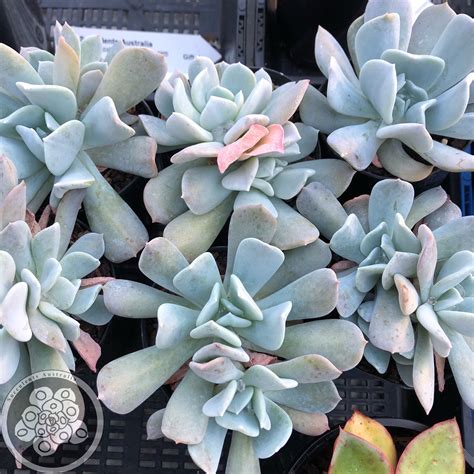 Echeveria Exotic Succulents Australia Sales