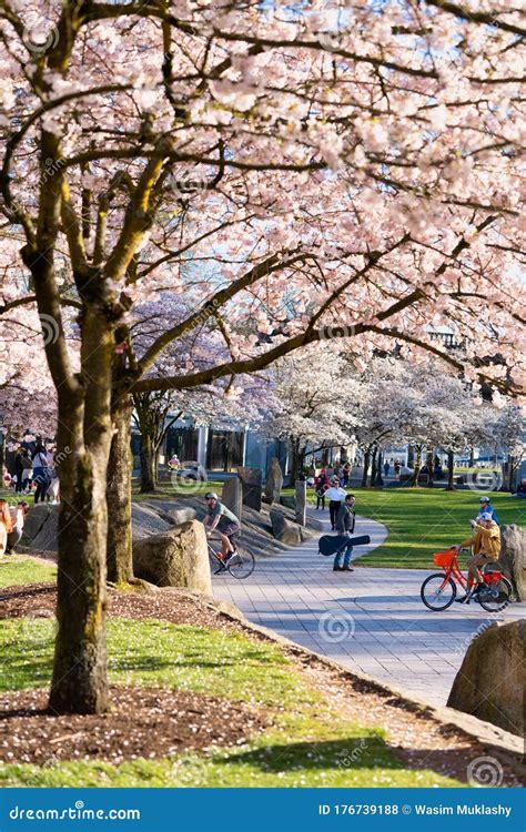 Cherry Blossoms In Portland Oregon Editorial Stock Photo Image Of