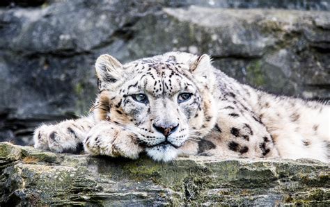 Snow Leopard Marwell Zoo Rich Byham Flickr