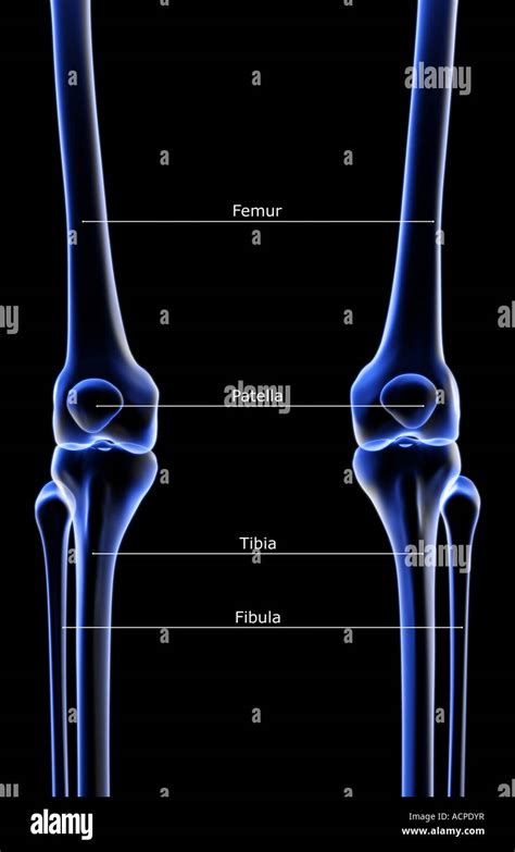 The Bones Of The Knee Stock Photo Alamy
