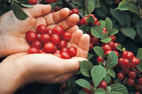 There Are Many Types Of Sweet Or Tart Cherries You Can Grow