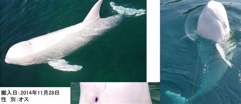 Albinism And Leucism Origins And Differences Dolphin Project