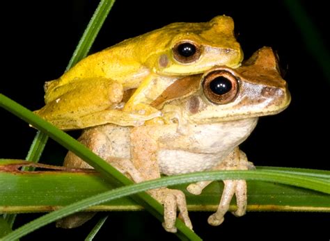 what is a frog mating session called amphipedia
