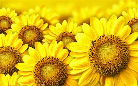 Bunga matahari juga menjadi salah satu bunga yang paling populer di antara jenis bunga lainnya. 10 Wallpaper Bunga Matahari | Deloiz Wallpaper