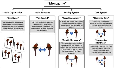 the evolution of pair‐living sexual monogamy and cooperative infant care insights from
