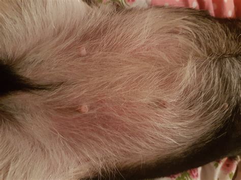 My Dog Has Suddenly Developed A Red Itchy Rash That Shes