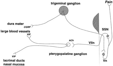 Drawing Of The Anatomy Of The Trigemino Autonomic Cephalgias Both Dura