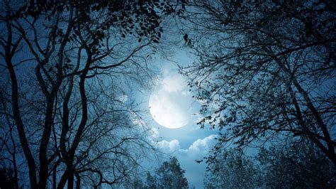 Forest Under Moon Sky Hd Dark Aesthetic Wallpapers Hd